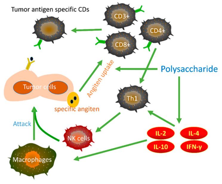 https://cdn.ncbi.nlm.nih.gov/pmc/blobs/2d79/9501385/fe6d944662b8/molecules-27-05828-g004.jpg