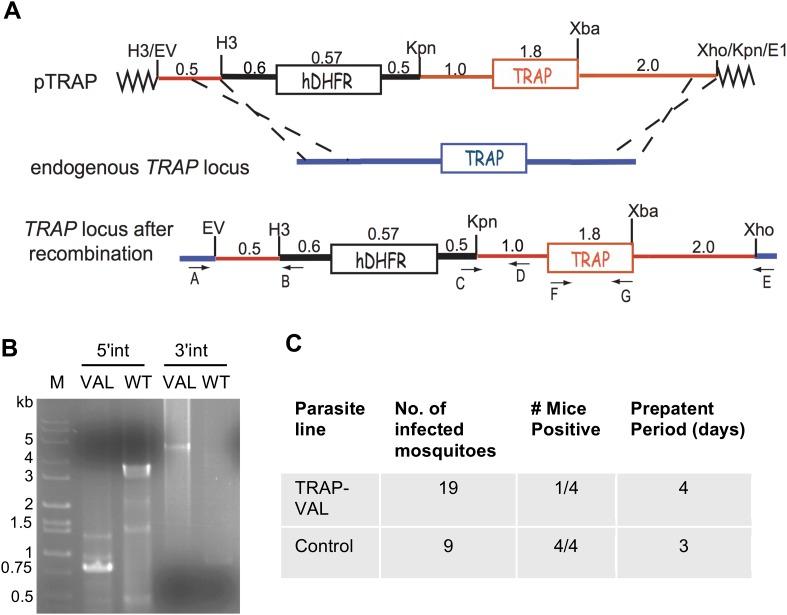 https://cdn.ncbi.nlm.nih.gov/pmc/blobs/2d7a/4594146/377b3acd4869/elife07789fs006.jpg