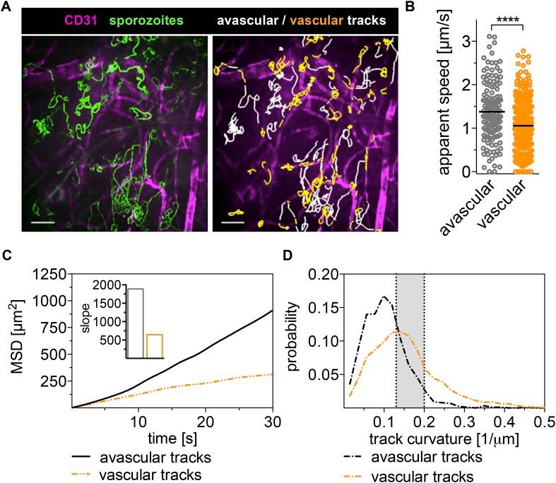 https://cdn.ncbi.nlm.nih.gov/pmc/blobs/2d7a/4594146/a93fb7efd595/elife07789f002.jpg