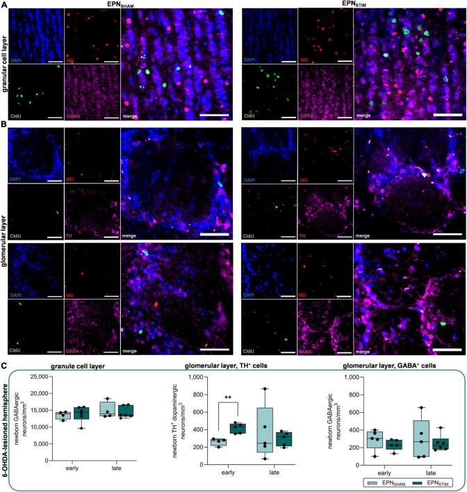 https://cdn.ncbi.nlm.nih.gov/pmc/blobs/2d7c/11091264/01369451c95f/fncel-18-1396780-g002.jpg