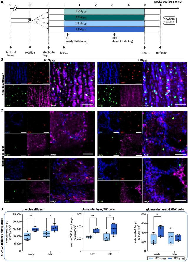 https://cdn.ncbi.nlm.nih.gov/pmc/blobs/2d7c/11091264/bac9979e0d66/fncel-18-1396780-g001.jpg