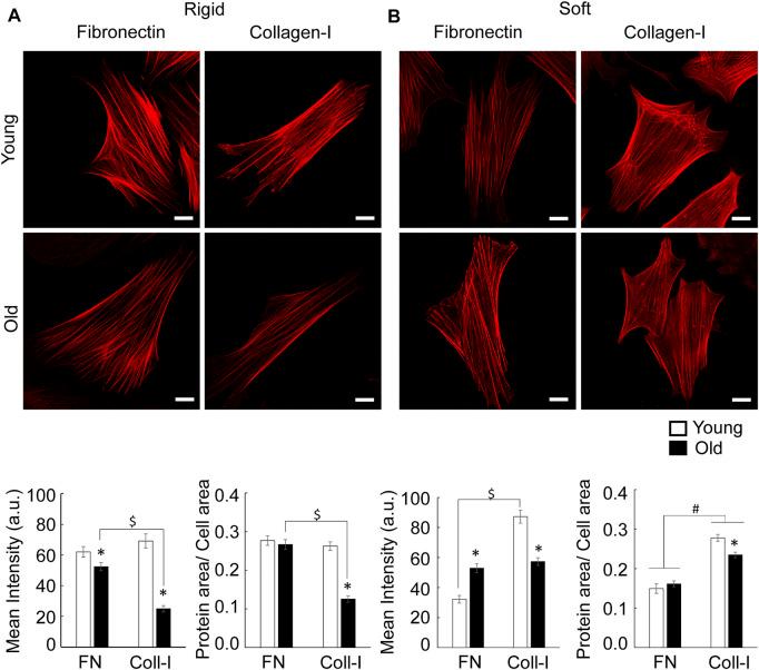 https://cdn.ncbi.nlm.nih.gov/pmc/blobs/2d7c/9301045/12595b4cbcd5/fphys-13-913673-g008.jpg