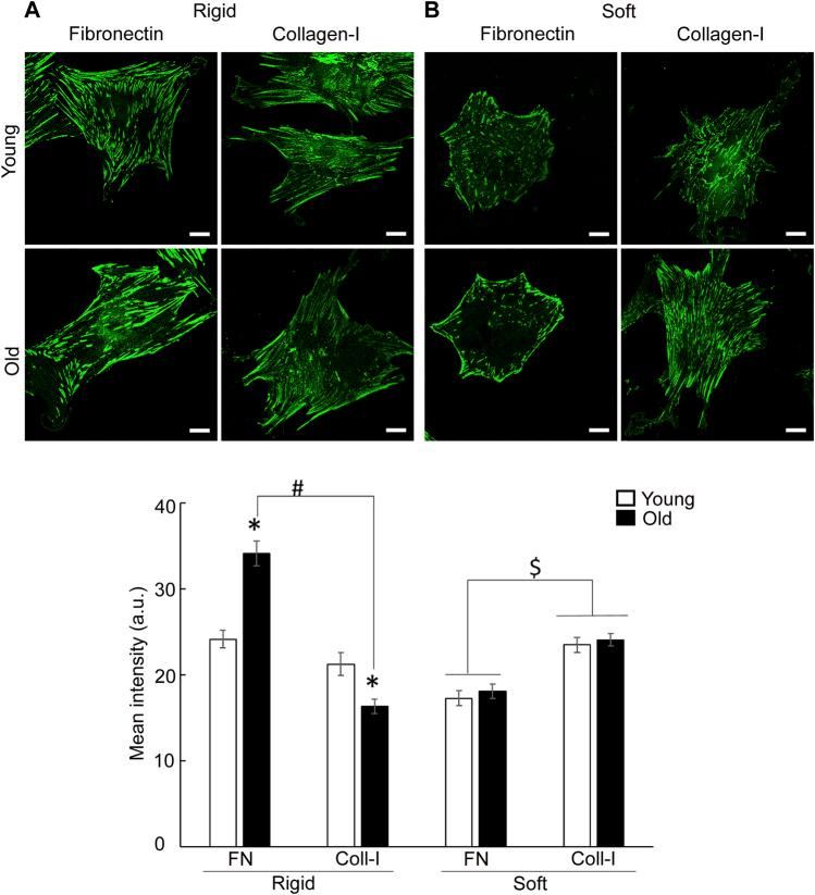 https://cdn.ncbi.nlm.nih.gov/pmc/blobs/2d7c/9301045/5e5e289abafd/fphys-13-913673-g006.jpg