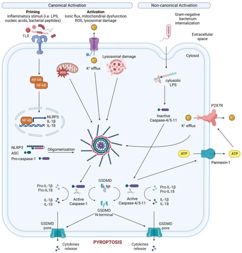 https://cdn.ncbi.nlm.nih.gov/pmc/blobs/2d80/10340308/93ff383fc008/cells-12-01766-g003.jpg