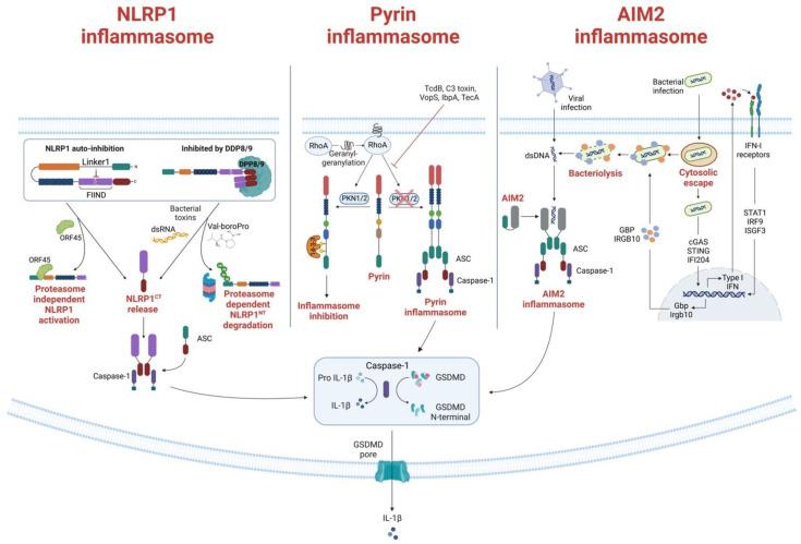 https://cdn.ncbi.nlm.nih.gov/pmc/blobs/2d80/10340308/af01c6804075/cells-12-01766-g002.jpg