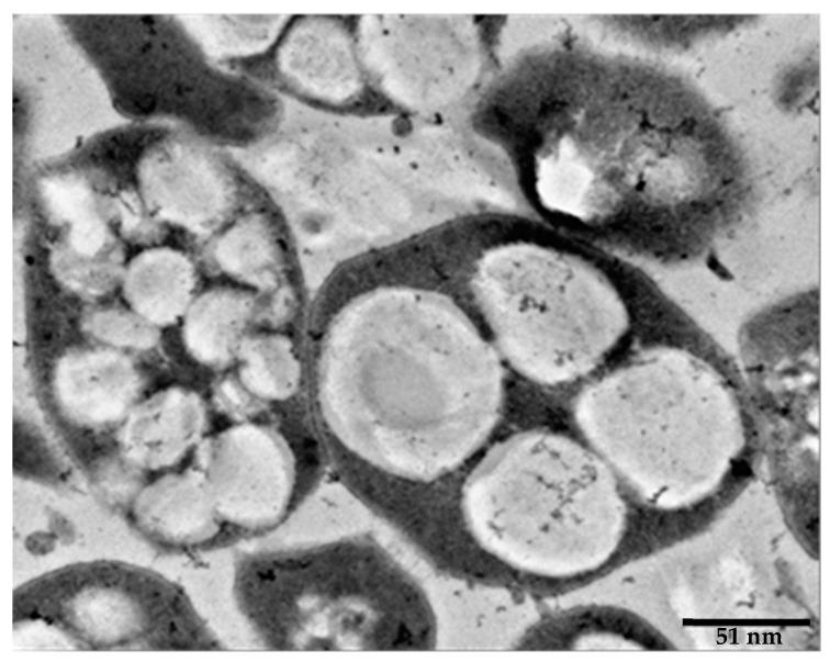 https://cdn.ncbi.nlm.nih.gov/pmc/blobs/2d84/8003077/8db249e0799a/marinedrugs-19-00159-g003.jpg