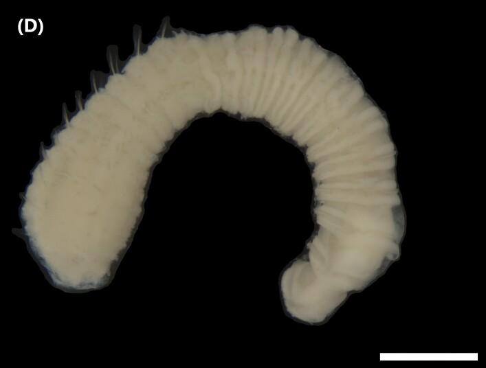 https://cdn.ncbi.nlm.nih.gov/pmc/blobs/2d87/8390885/3e2ccaf5ec7f/bdj-09-e62736-g005_d.jpg