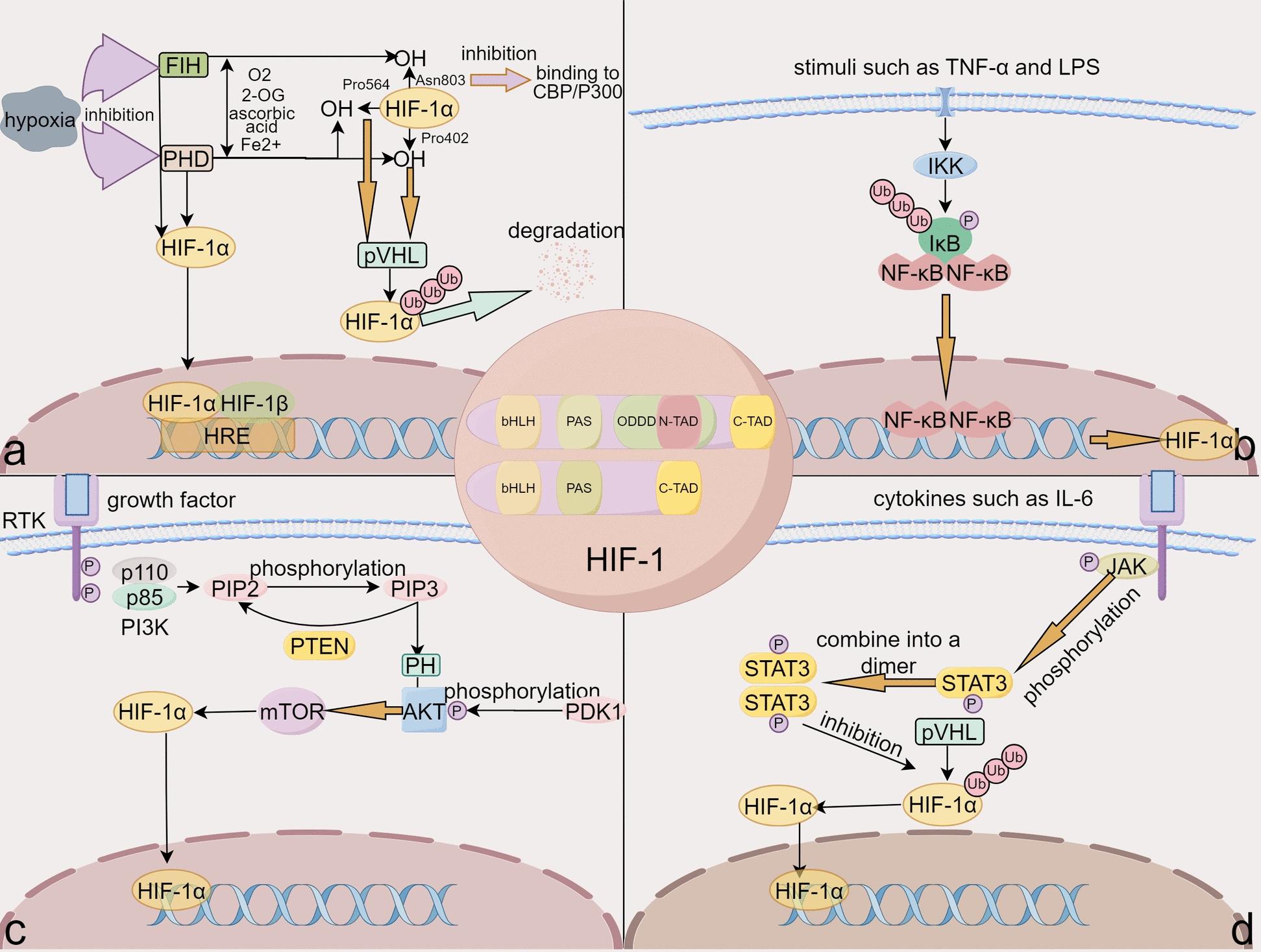 https://cdn.ncbi.nlm.nih.gov/pmc/blobs/2d8b/12399009/f53a60fec070/40001_2025_3107_Fig1_HTML.jpg