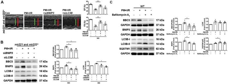 https://cdn.ncbi.nlm.nih.gov/pmc/blobs/2d8c/11760231/2c4cec4043e9/KAUP_A_2395799_F0008_C.jpg