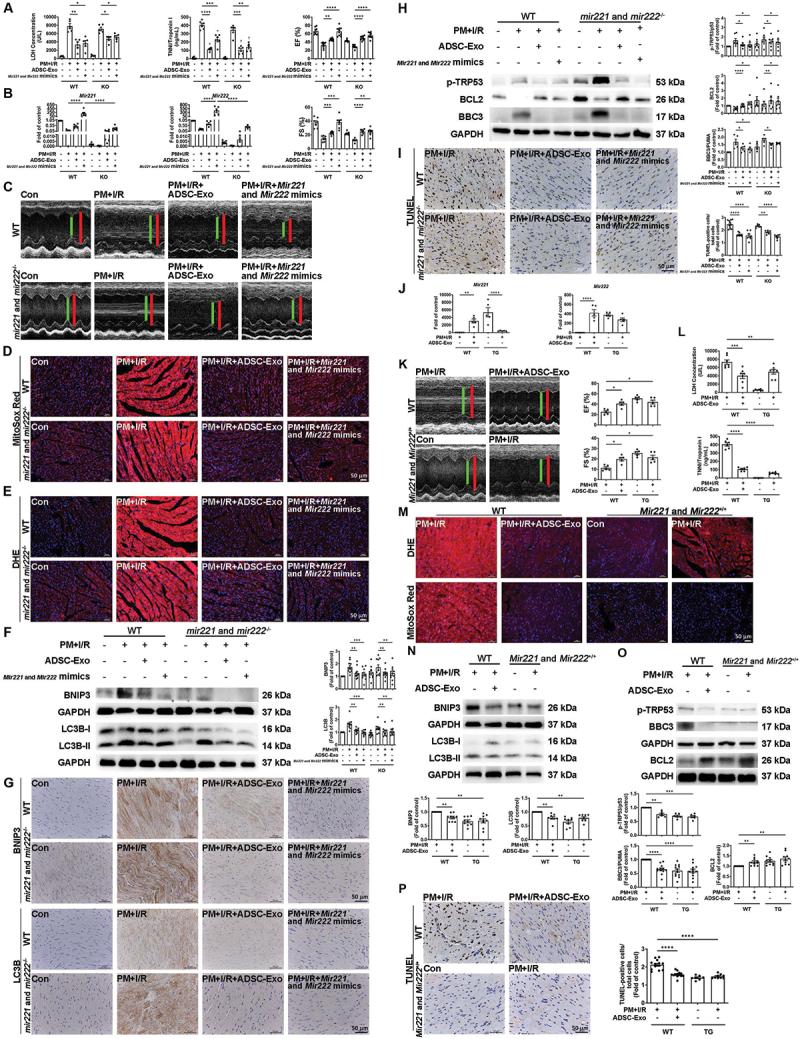 https://cdn.ncbi.nlm.nih.gov/pmc/blobs/2d8c/11760231/3a625b9f0131/KAUP_A_2395799_F0007_C.jpg