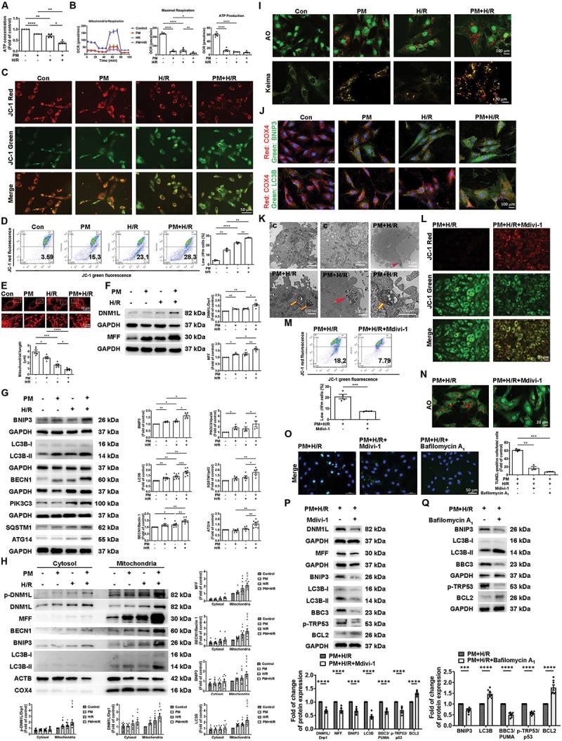 https://cdn.ncbi.nlm.nih.gov/pmc/blobs/2d8c/11760231/4b212a634abe/KAUP_A_2395799_F0003_C.jpg