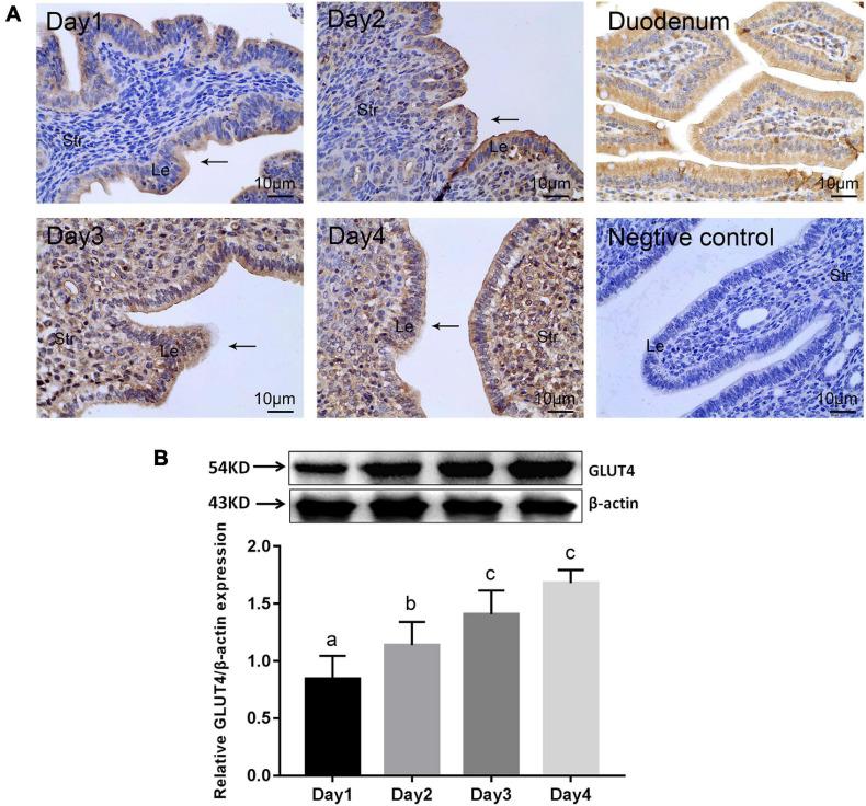 https://cdn.ncbi.nlm.nih.gov/pmc/blobs/2d8c/8267529/f77e05de19de/fphys-12-674924-g001.jpg