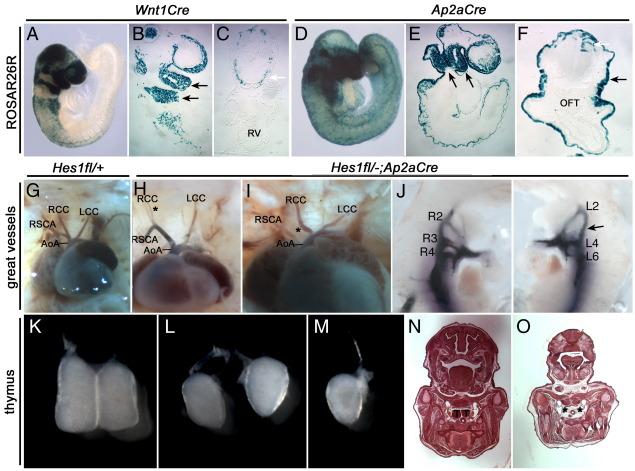 https://cdn.ncbi.nlm.nih.gov/pmc/blobs/2d8d/2877781/ed5d428024cd/gr6.jpg