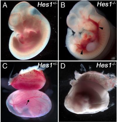 https://cdn.ncbi.nlm.nih.gov/pmc/blobs/2d8d/2877781/f39cb24136a4/gr8.jpg