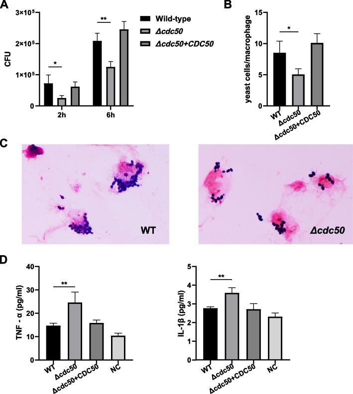 https://cdn.ncbi.nlm.nih.gov/pmc/blobs/2d8f/10100066/8acd156e6559/12866_2023_2810_Fig4_HTML.jpg