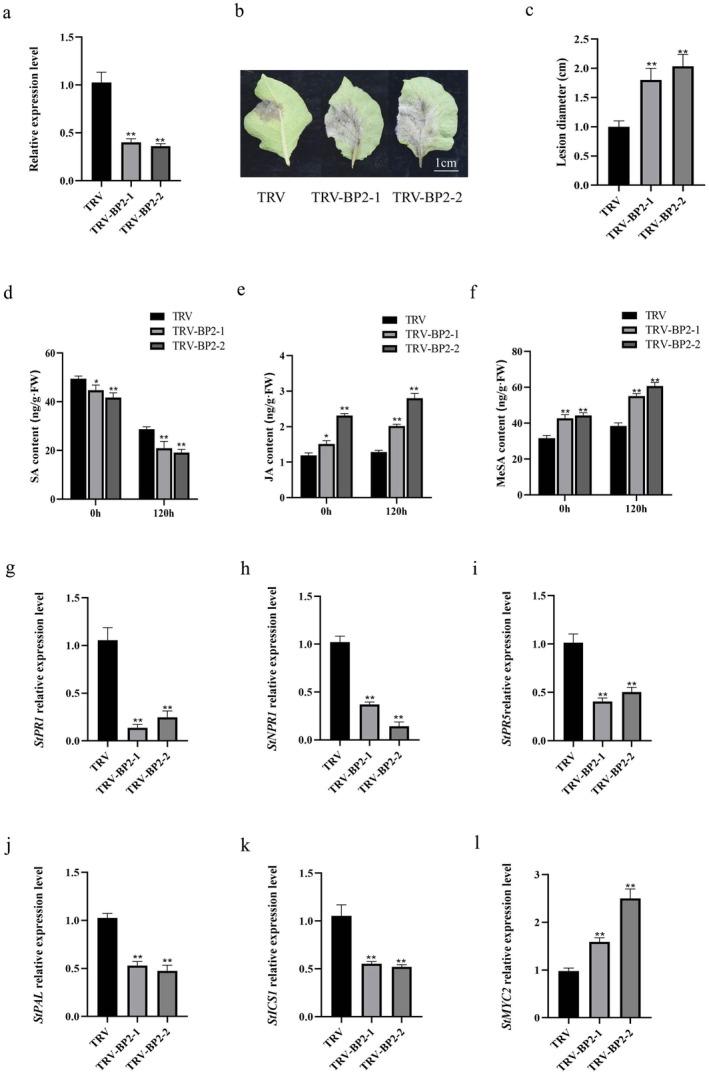https://cdn.ncbi.nlm.nih.gov/pmc/blobs/2d8f/12040442/311dde792280/MPP-26-e70081-g001.jpg