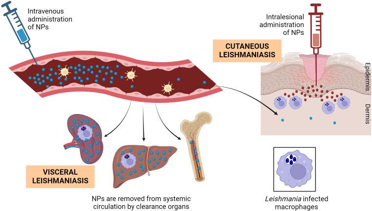https://cdn.ncbi.nlm.nih.gov/pmc/blobs/2d91/11357945/3dd88fad481d/fimmu-15-1437430-g004.jpg