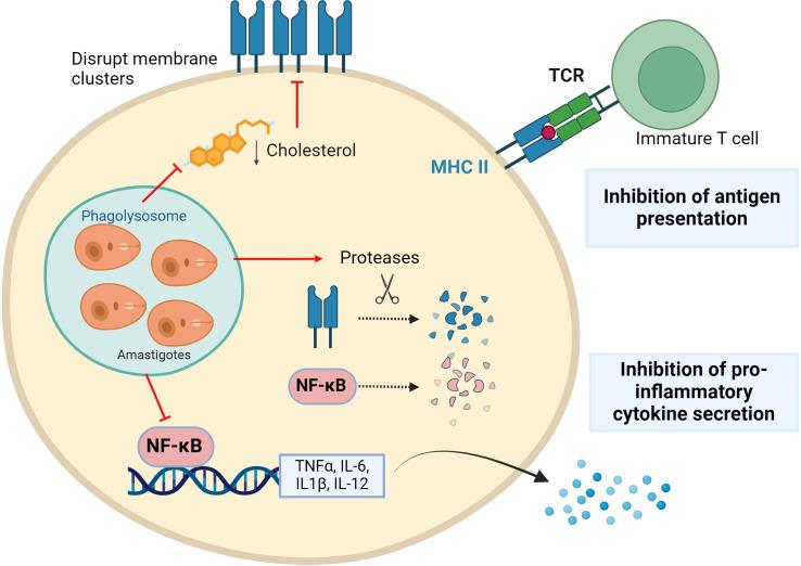 https://cdn.ncbi.nlm.nih.gov/pmc/blobs/2d91/11357945/804831a645b6/fimmu-15-1437430-g002.jpg