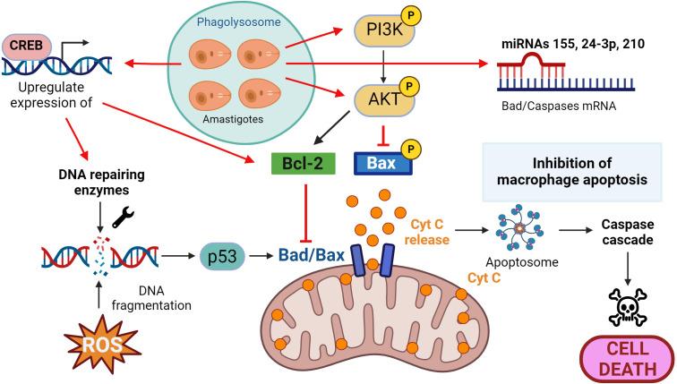 https://cdn.ncbi.nlm.nih.gov/pmc/blobs/2d91/11357945/85a32b440ffe/fimmu-15-1437430-g003.jpg