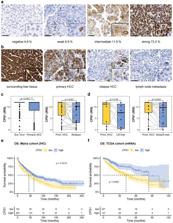 https://cdn.ncbi.nlm.nih.gov/pmc/blobs/2d91/7916936/01a05719ac45/cancers-13-00744-g003.jpg