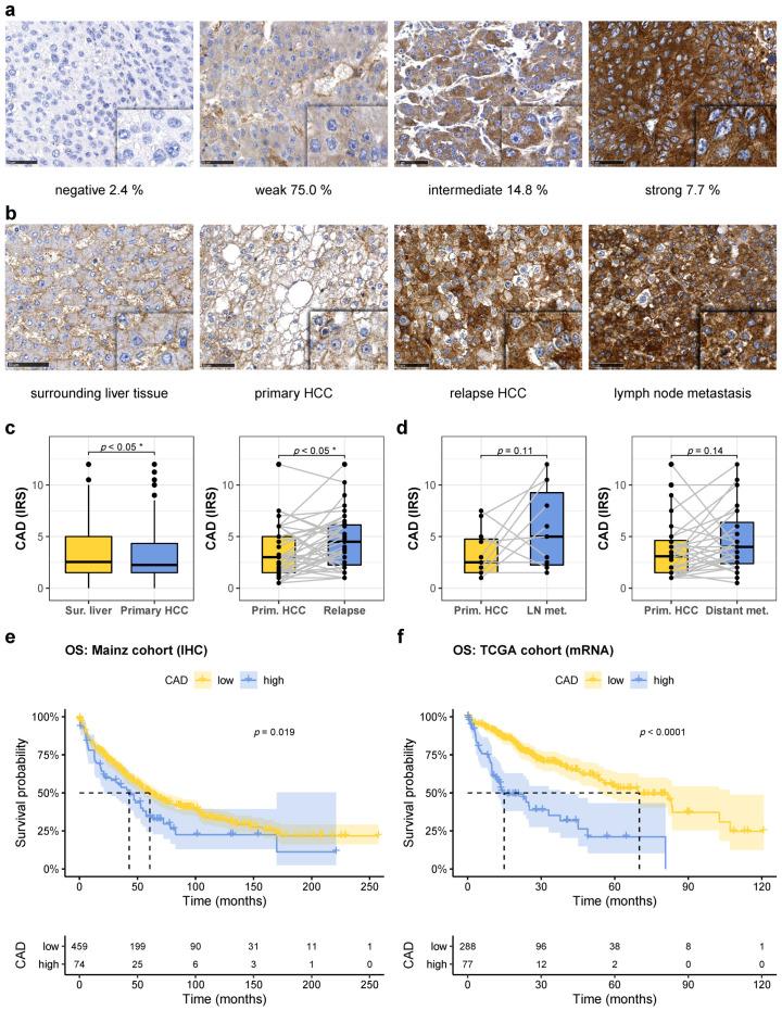 https://cdn.ncbi.nlm.nih.gov/pmc/blobs/2d91/7916936/bfe641b85bad/cancers-13-00744-g001.jpg