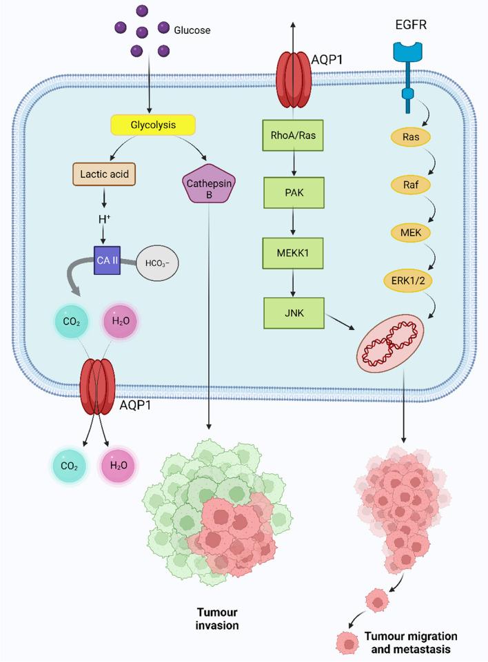https://cdn.ncbi.nlm.nih.gov/pmc/blobs/2d93/10854195/09686d74a051/12964_2023_1459_Fig1_HTML.jpg