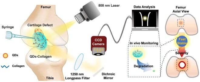 https://cdn.ncbi.nlm.nih.gov/pmc/blobs/2d97/12094926/618d769d6398/rbaf025f6.jpg