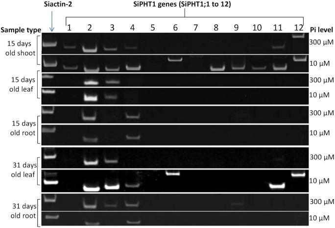 https://cdn.ncbi.nlm.nih.gov/pmc/blobs/2d97/4177549/8358a86a3ae2/pone.0108459.g004.jpg