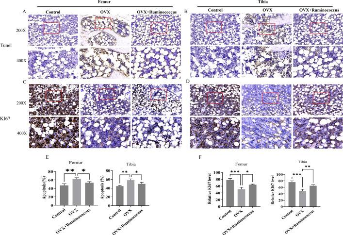 https://cdn.ncbi.nlm.nih.gov/pmc/blobs/2d99/11921539/d5f3f161cd0d/13287_2025_4256_Fig6_HTML.jpg