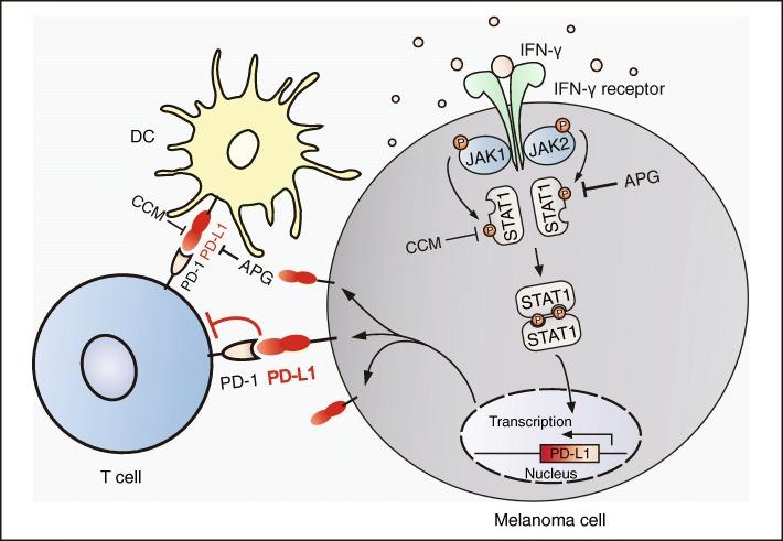 https://cdn.ncbi.nlm.nih.gov/pmc/blobs/2d9c/6206930/f2dbd3fdfa29/13046_2018_929_Fig8_HTML.jpg