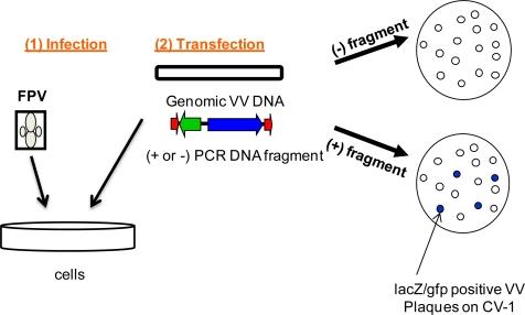 https://cdn.ncbi.nlm.nih.gov/pmc/blobs/2da0/3185694/6795a664e546/viruses-03-00217f1.jpg
