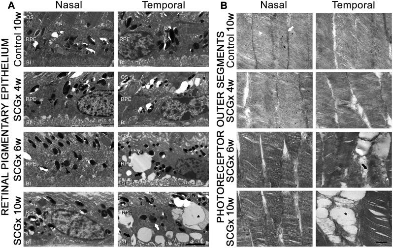 https://cdn.ncbi.nlm.nih.gov/pmc/blobs/2da4/5894943/35859a88d98f/dmm-11-031641-g6.jpg