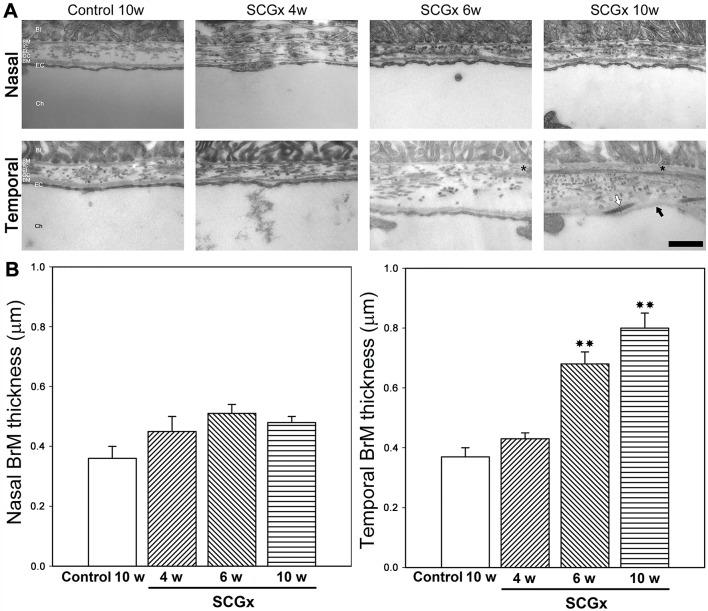 https://cdn.ncbi.nlm.nih.gov/pmc/blobs/2da4/5894943/c6b82c51b34e/dmm-11-031641-g2.jpg