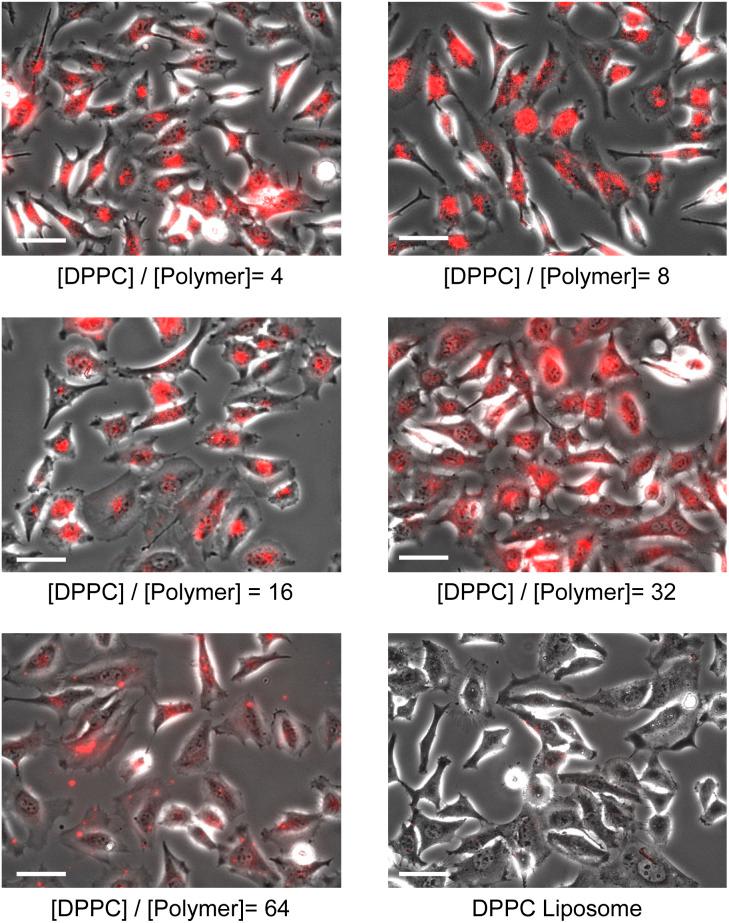 https://cdn.ncbi.nlm.nih.gov/pmc/blobs/2da5/10875731/966b25050385/d3ra07481a-f4.jpg