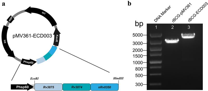 https://cdn.ncbi.nlm.nih.gov/pmc/blobs/2da6/10807470/6c4802bafbb0/KHVI_A_2299607_F0002_OC.jpg