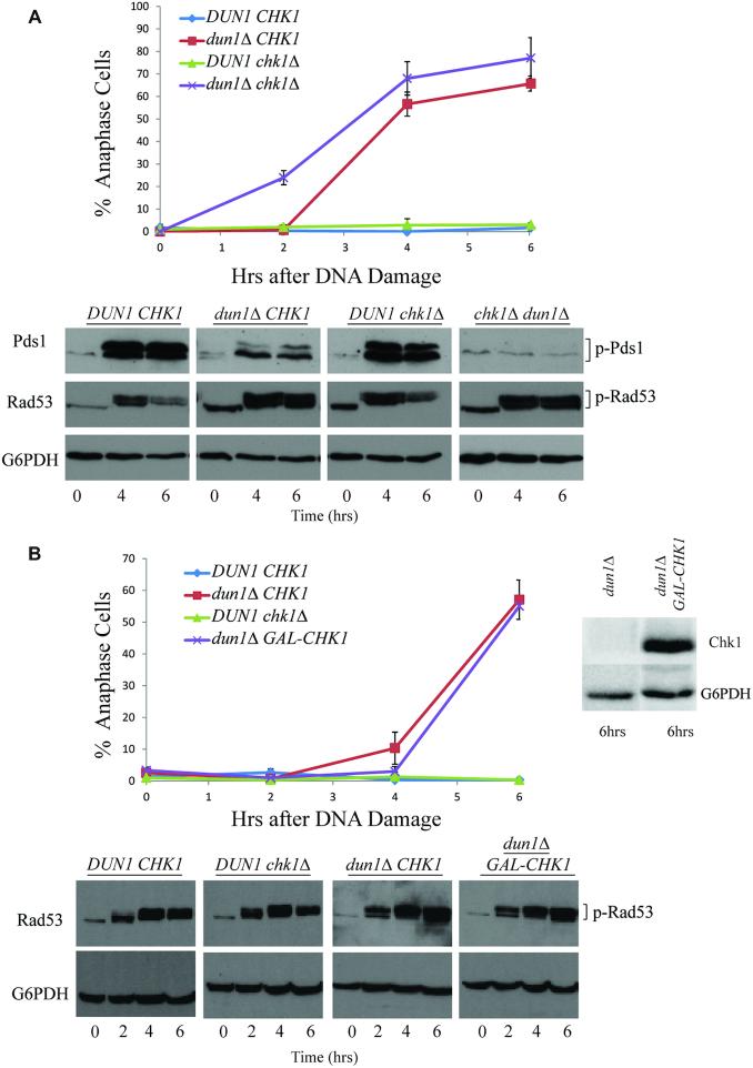 https://cdn.ncbi.nlm.nih.gov/pmc/blobs/2da6/7293041/8957b694e1cd/gkaa355fig4.jpg
