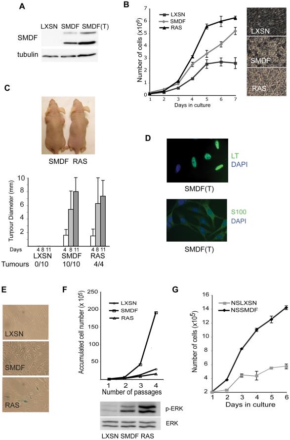 https://cdn.ncbi.nlm.nih.gov/pmc/blobs/2da8/2909903/bd980509884d/pone.0011774.g002.jpg