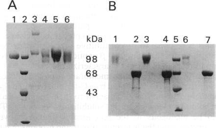 https://cdn.ncbi.nlm.nih.gov/pmc/blobs/2da8/50944/cf442e84d75f/pnas01053-0338-a.jpg