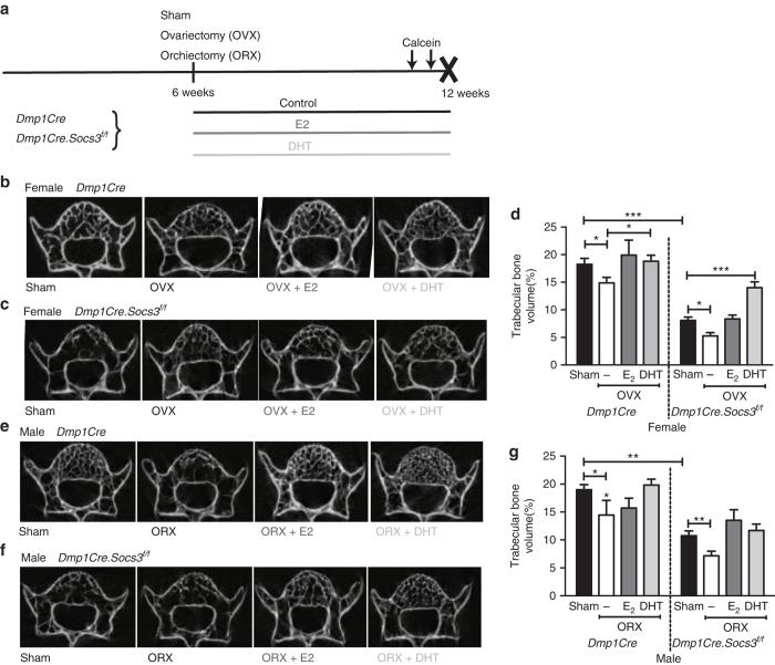 https://cdn.ncbi.nlm.nih.gov/pmc/blobs/2da8/5634449/a13943d5e749/41467_2017_920_Fig5_HTML.jpg