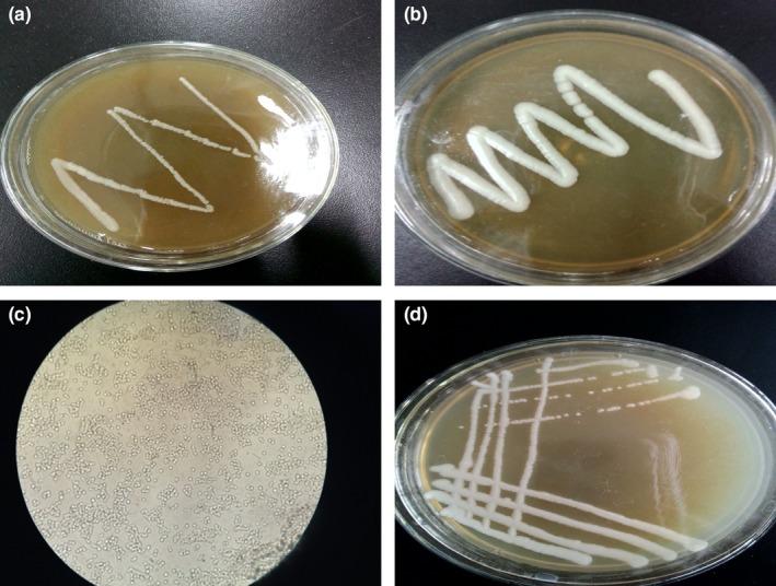 https://cdn.ncbi.nlm.nih.gov/pmc/blobs/2da8/6957407/eda8e95b318d/MBO3-9-e00956-g001.jpg