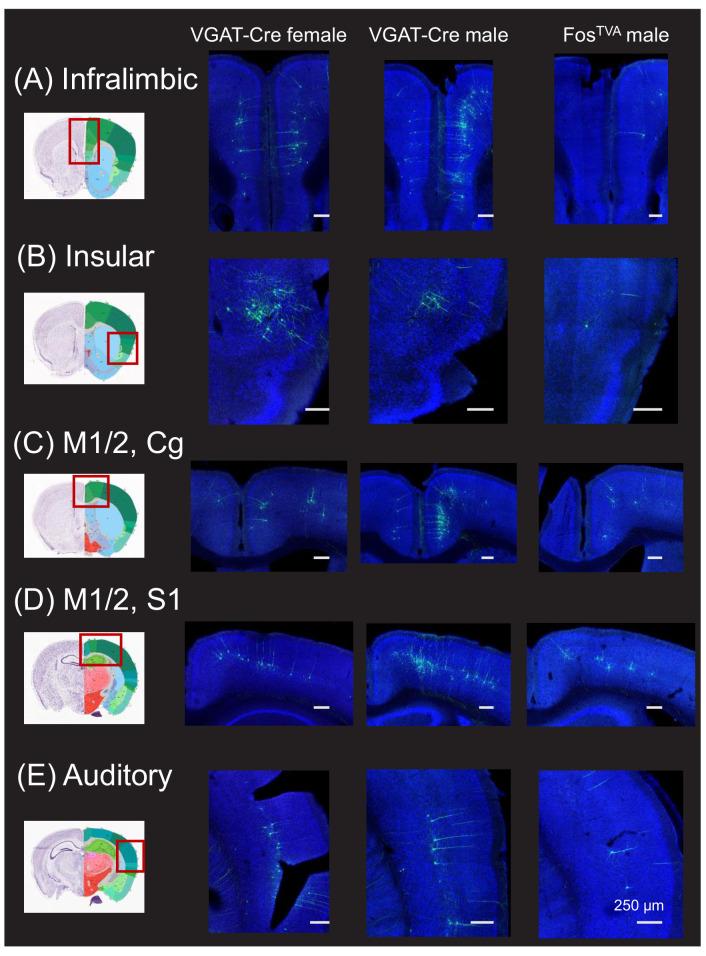 https://cdn.ncbi.nlm.nih.gov/pmc/blobs/2da9/7793624/2413674d3b46/elife-63493-fig1-figsupp2.jpg