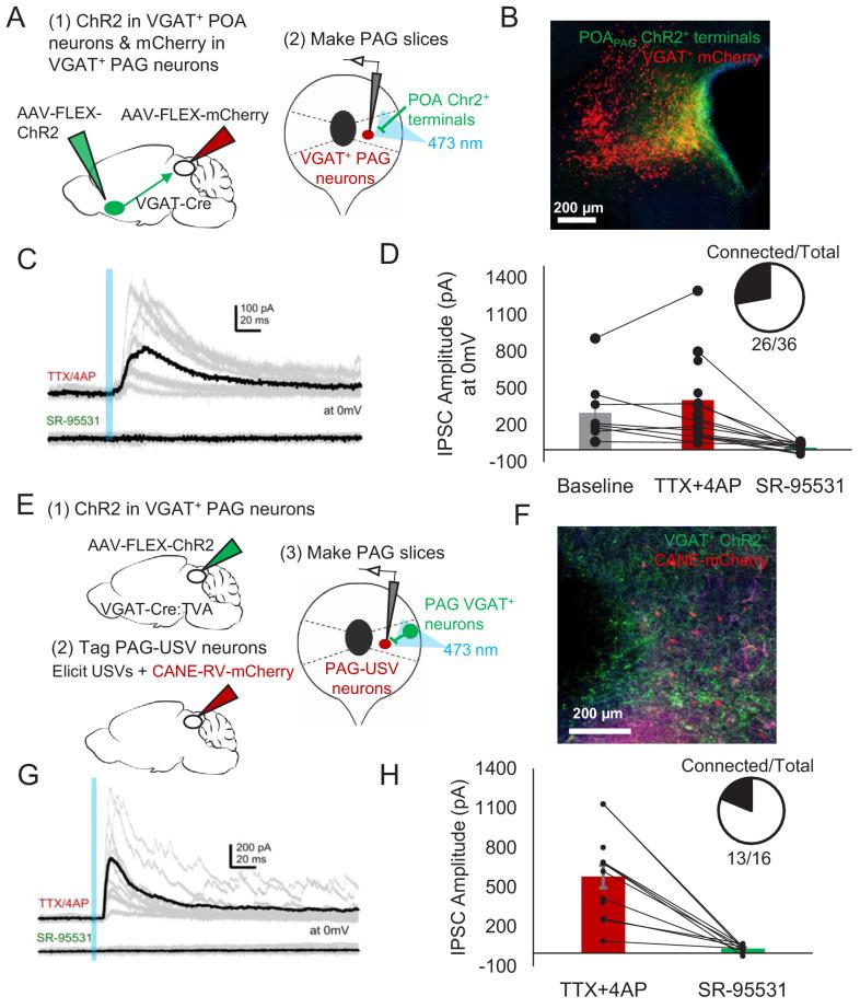 https://cdn.ncbi.nlm.nih.gov/pmc/blobs/2da9/7793624/8850ff0076ab/elife-63493-fig6.jpg