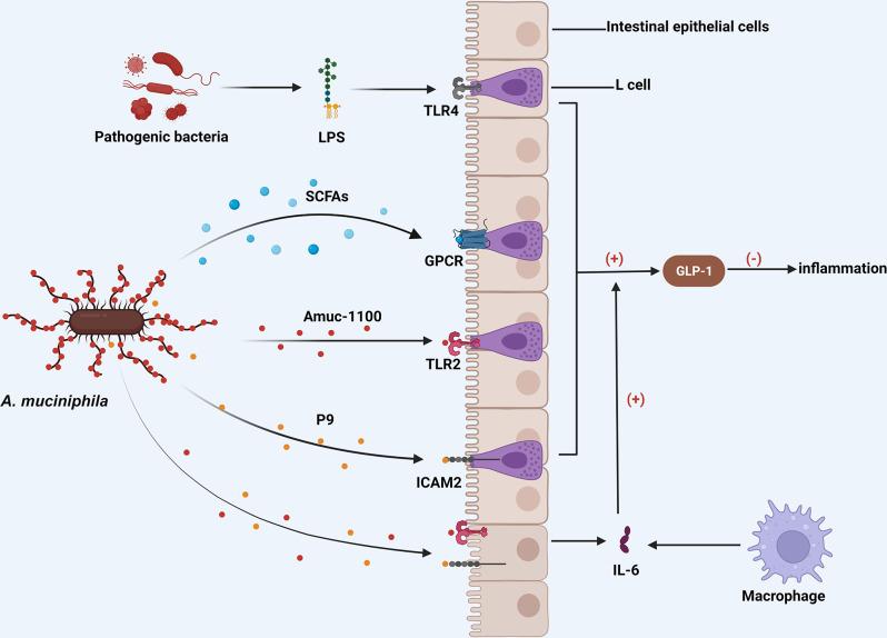 https://cdn.ncbi.nlm.nih.gov/pmc/blobs/2dac/11297771/107d6c72f72a/13099_2024_635_Fig3_HTML.jpg