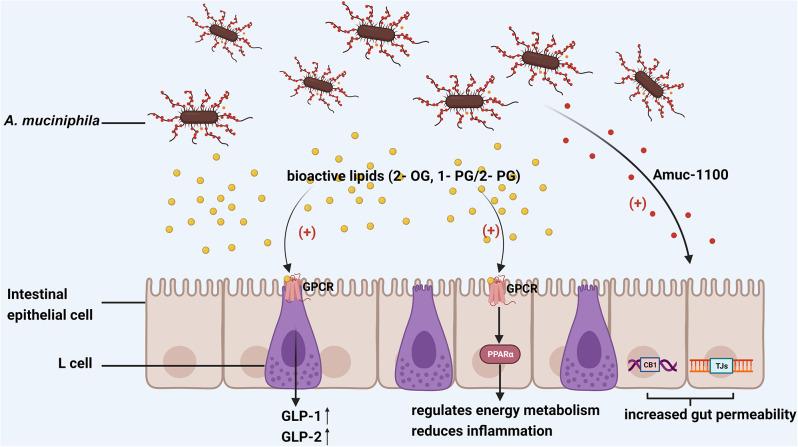 https://cdn.ncbi.nlm.nih.gov/pmc/blobs/2dac/11297771/b3b772b07e3c/13099_2024_635_Fig5_HTML.jpg