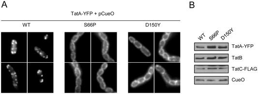 https://cdn.ncbi.nlm.nih.gov/pmc/blobs/2dac/5102672/3d7c9b127491/MMI-98-111-g008.jpg