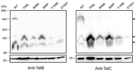 https://cdn.ncbi.nlm.nih.gov/pmc/blobs/2dac/5102672/4c79c778ed55/MMI-98-111-g009.jpg