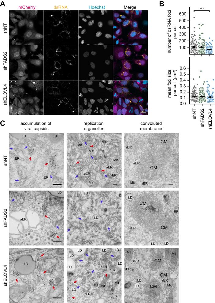 https://cdn.ncbi.nlm.nih.gov/pmc/blobs/2dad/11908578/7a20a73ea203/gr4.jpg