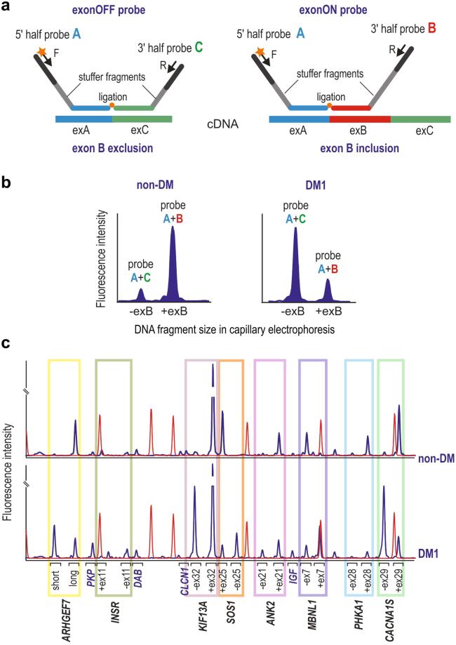 https://cdn.ncbi.nlm.nih.gov/pmc/blobs/2dae/5897446/ba261942af5c/41598_2018_24156_Fig2_HTML.jpg