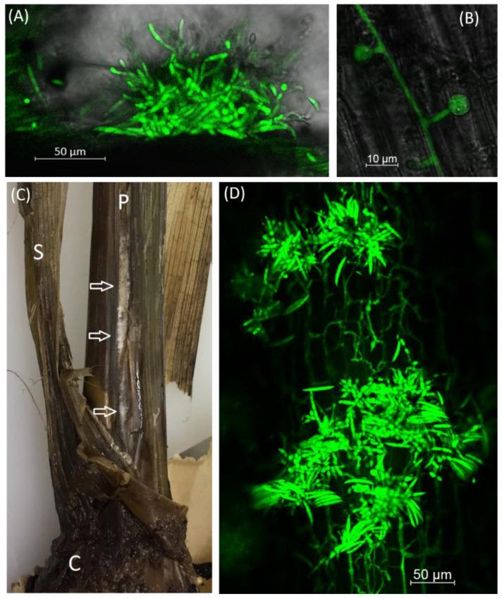 https://cdn.ncbi.nlm.nih.gov/pmc/blobs/2dae/7998435/6143c816178d/jof-07-00184-g001.jpg