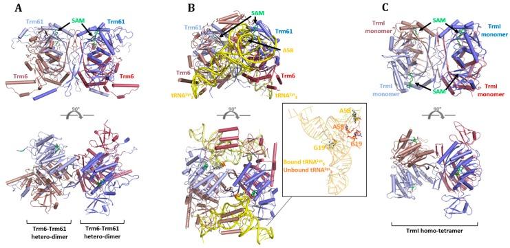 https://cdn.ncbi.nlm.nih.gov/pmc/blobs/2daf/5372732/6161b87878b3/biomolecules-07-00020-g005.jpg